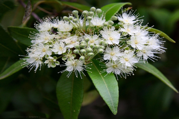 Lemon Myrtle