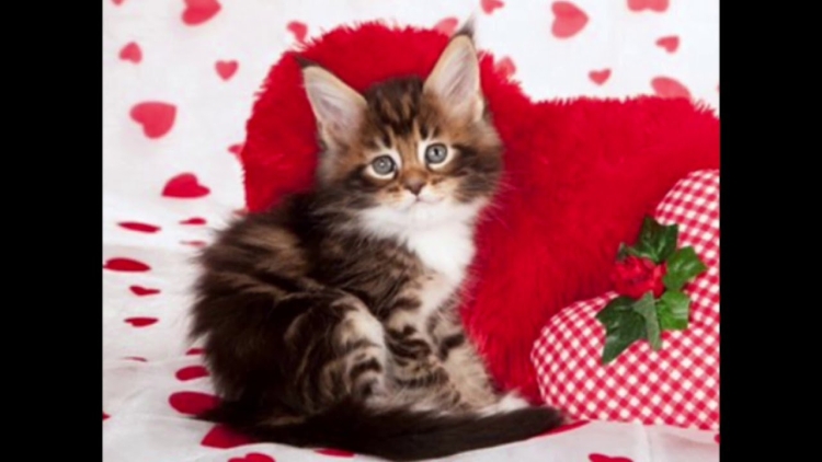 С днем влюбленных котики
