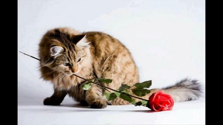 Кот с розой в зубах