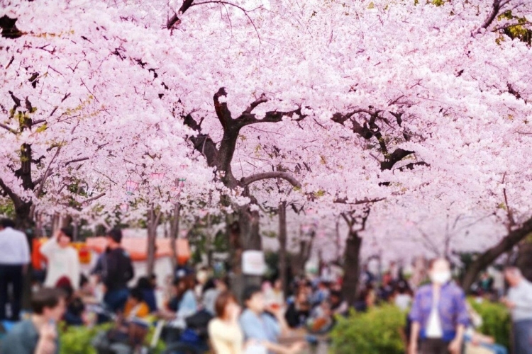 Японские праздники весной