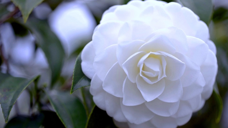Camellia White пион