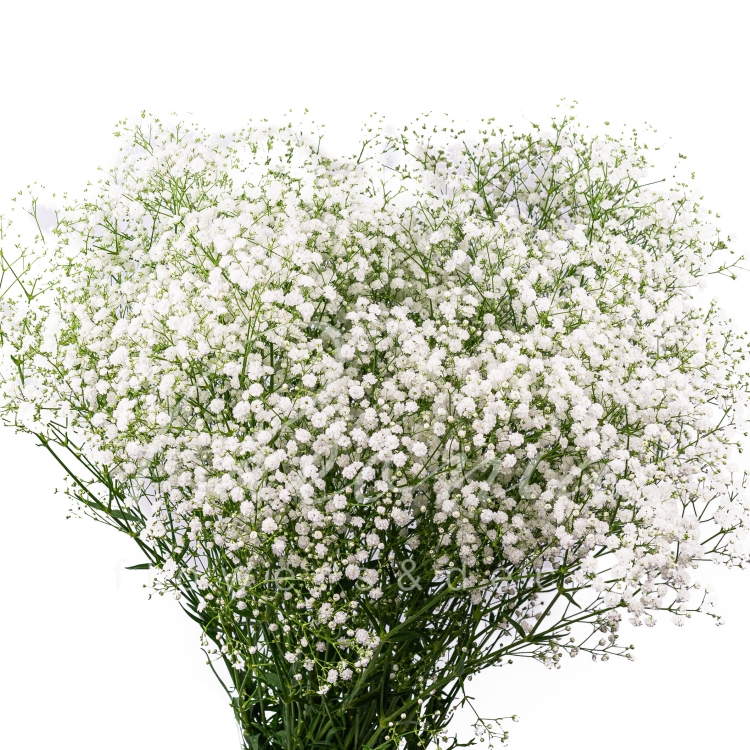 Гипсофила арециевидная