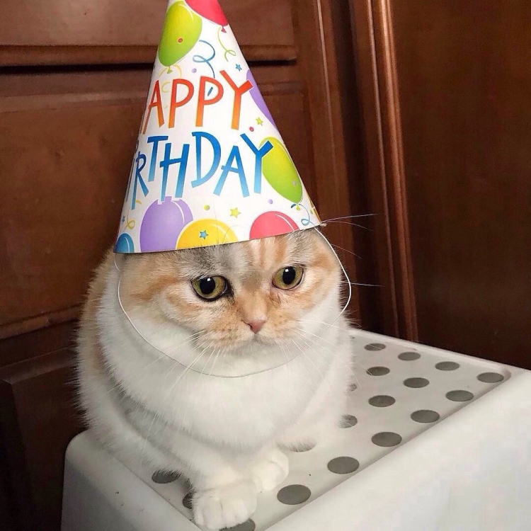 Котик в колпаке