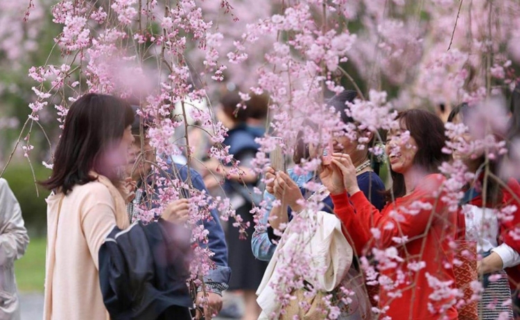 Япония праздник цветения сакуры