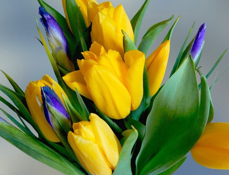 Желтые тюльпаны и ирисы букет