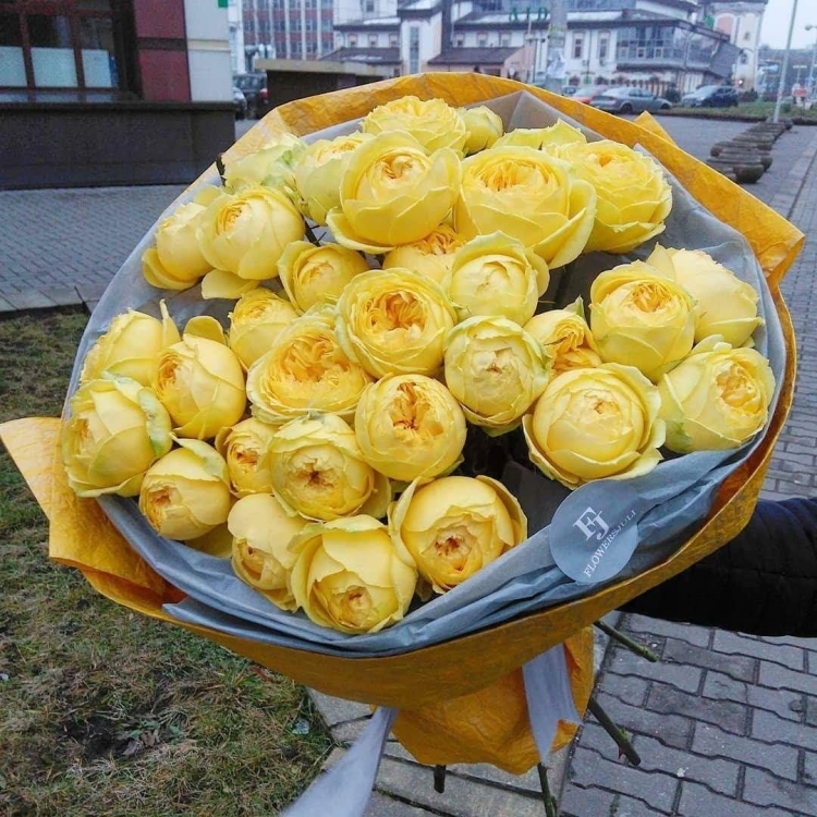 Пионовидная роза Каталина