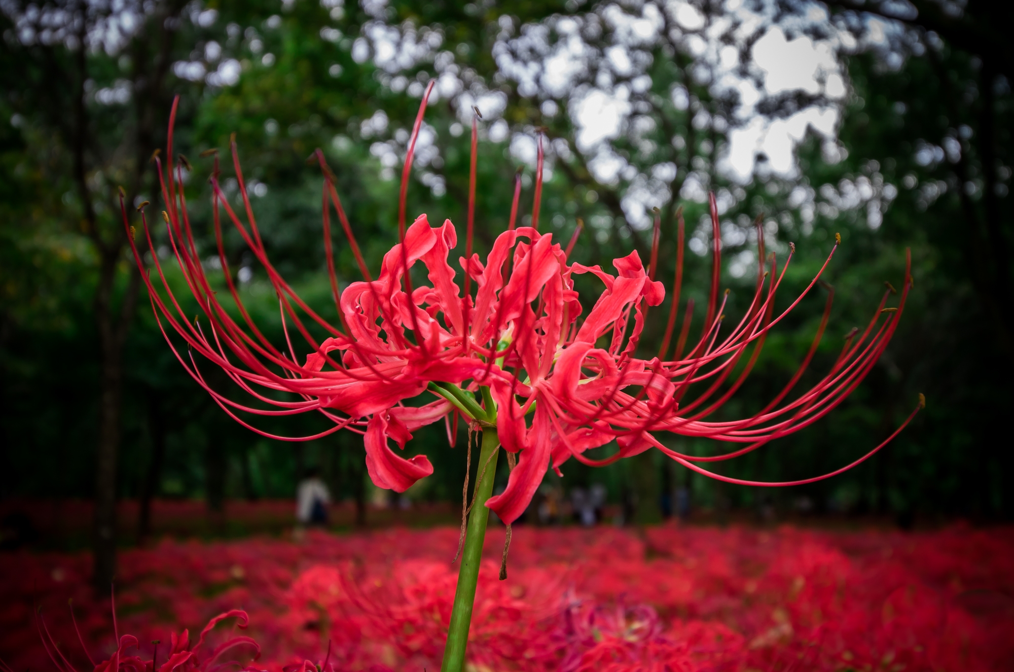 Ликорис букет. Ликорис Лучистый. Ликорис красный. Ликорис Лучистый (Lycoris Radiata). Ликорис золотистый.