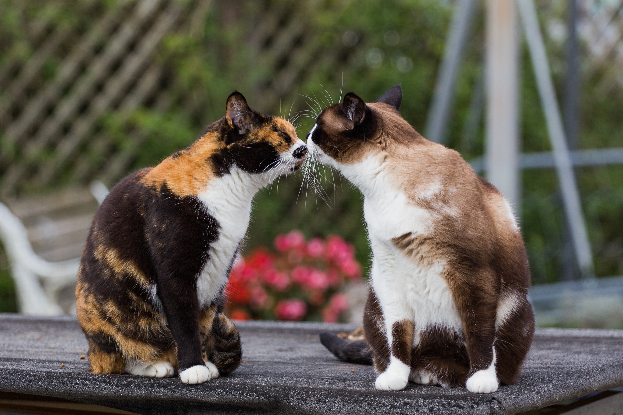 Друг кисы. Сноу-Шу кошка. Влюбленные кошки. Кошки обнюхивают друг друга. Две кошки.