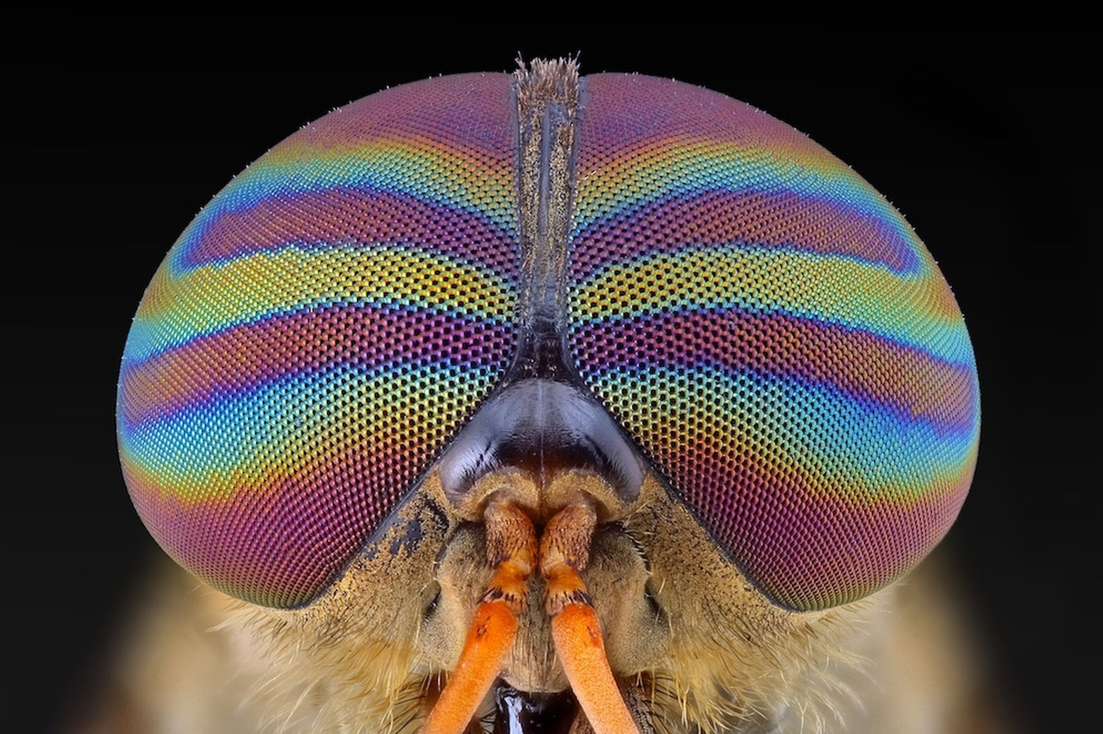 Глаза насекомых имеют. Фасеточные глаза Стрекозы. Фасеточные глаза мухи. Фасеточные глаза у бабочки. Строение фасеточного глаза насекомого.