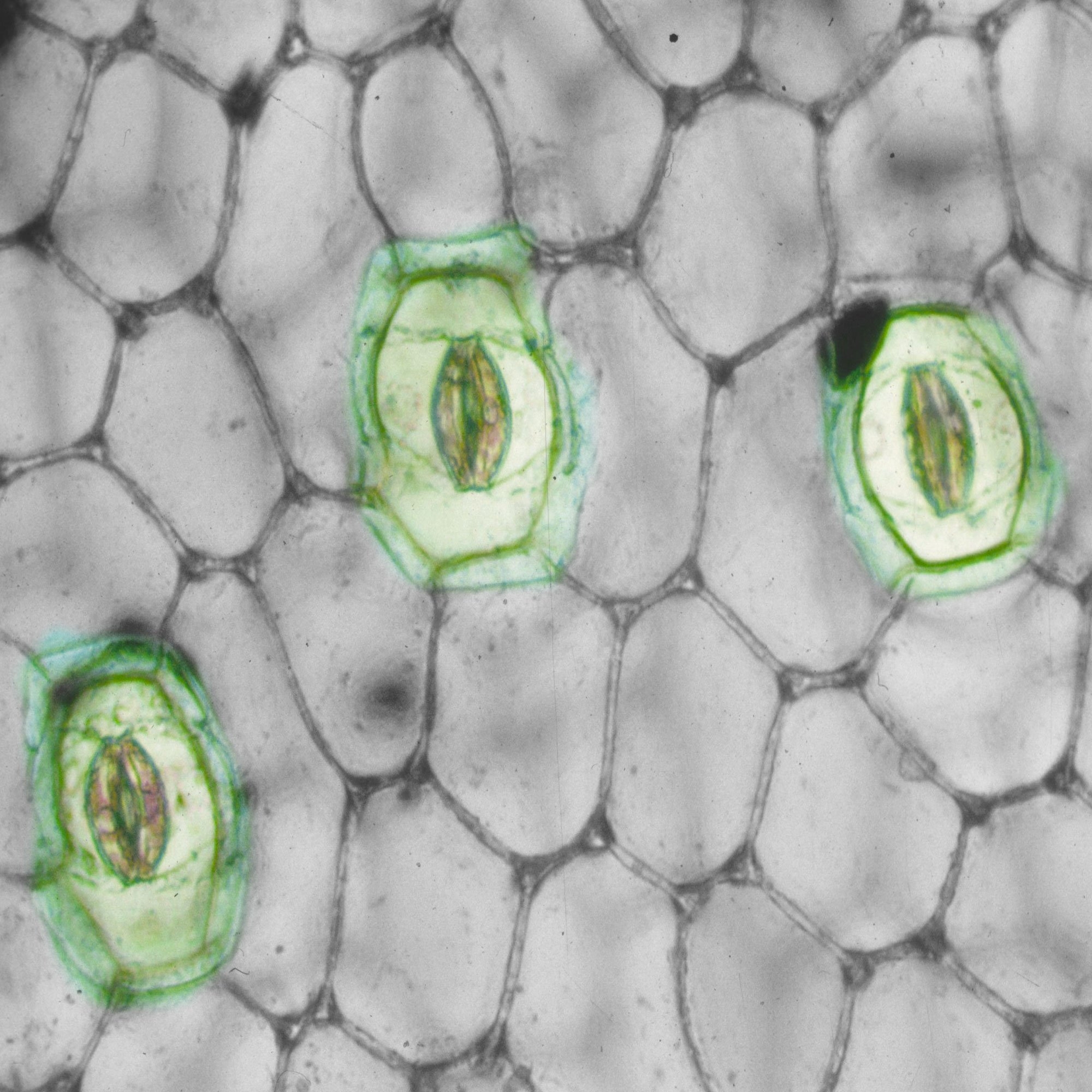 Кожица традесканции под микроскопом. Ткань листа кожицы устьица. Клетки эпидермиса листа традесканции. Эпидермис листа с устьицами. Покровная ткань растений устьица.