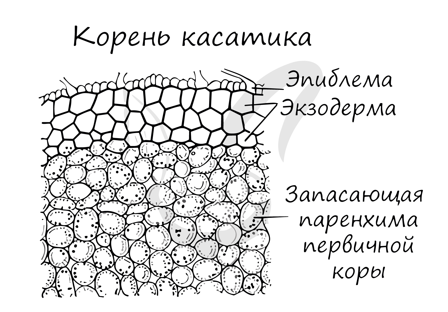 Эпиблема корня. Ризодерма эпиблема строение. Ткань корня ризодерма. Эпиблема корня строение. Запасающая ткань растений.