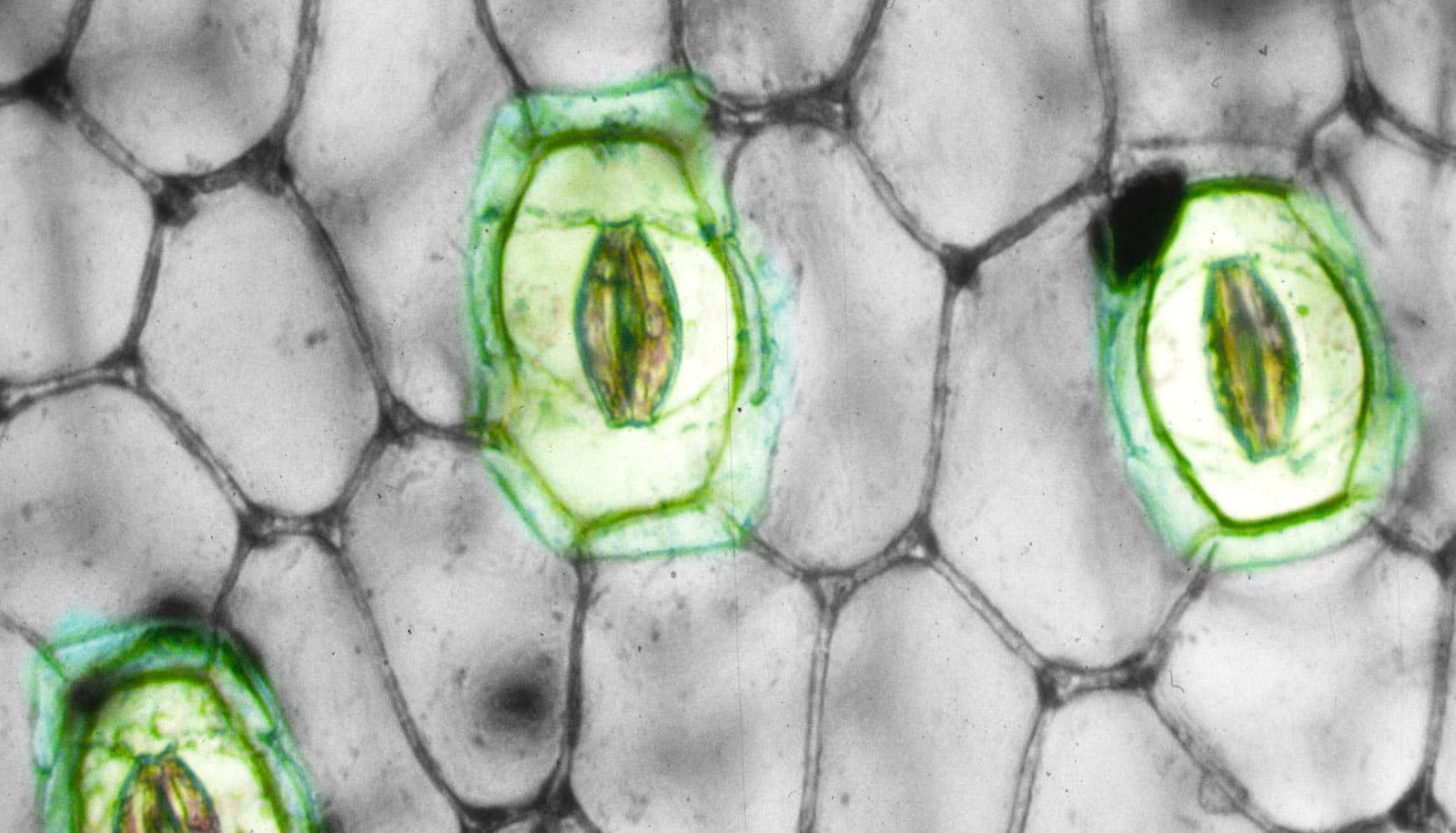 Кожица традесканции под микроскопом. Эпидермис листа клетки устьица. Типы устьичного аппарата эпидермиса листа. Клетки кожицы листа с устьицами. Микропрепарат кожица листа устьица.