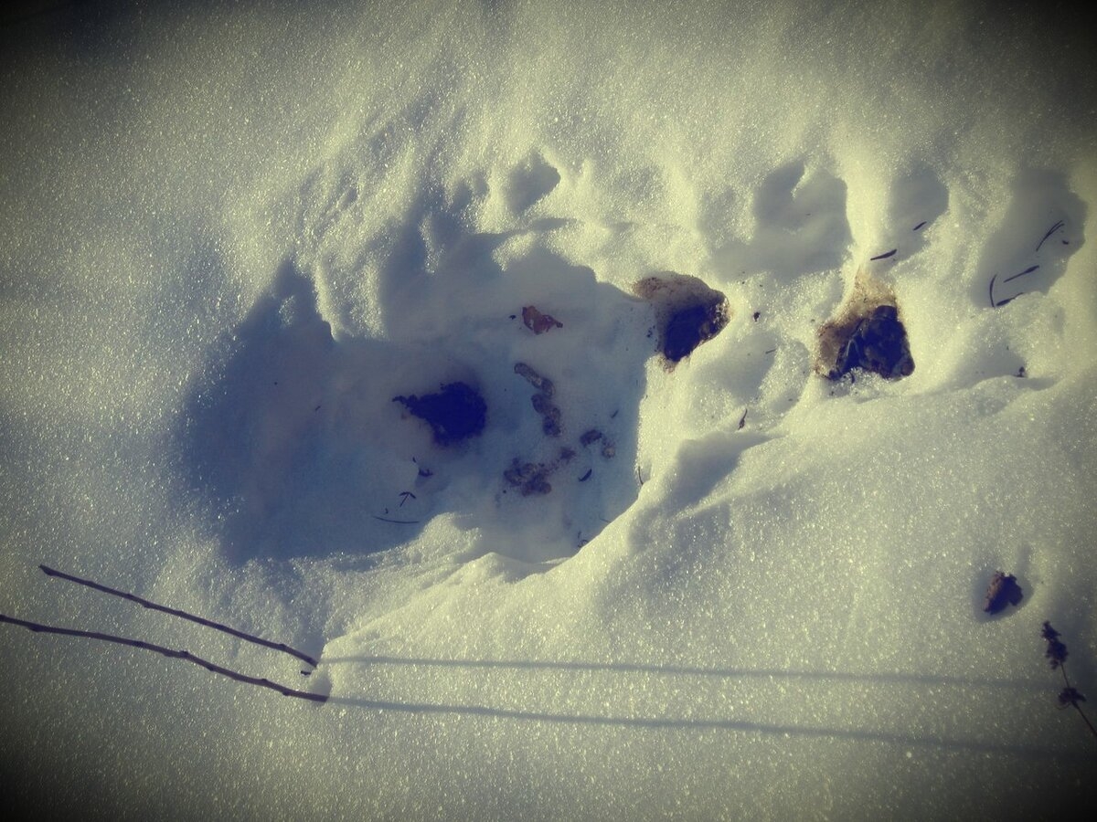 След хорька на снегу фото. Следы горностая куницы. Следы Куницына снегу. Следы куницы. Следы мелких животных на снегу.