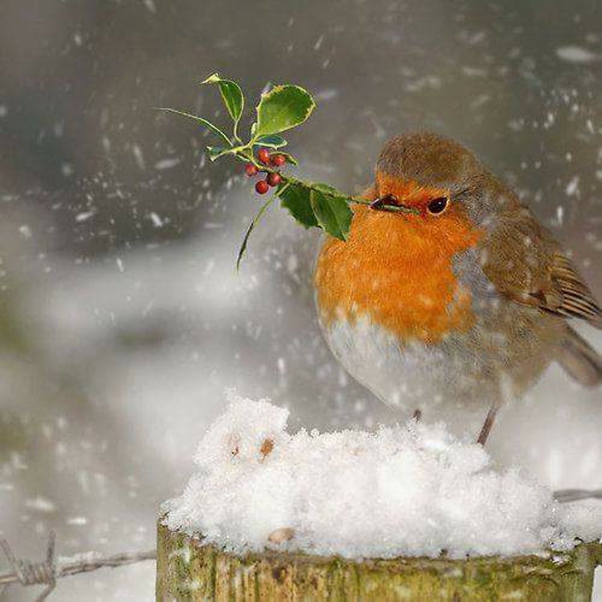 Добрый снежок. Зимние птицы. Зимнее настроение. Доброе утро с птичками зимой. Доброе зимнее утро с птицами.