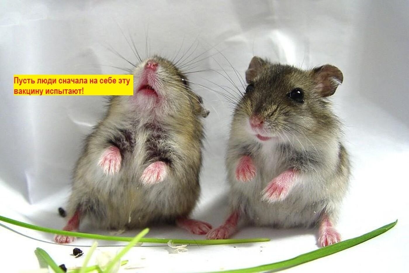 Мыши пара. Хомяк и мышь. Крыса. Крыса и хомяк. Смешные мышки.