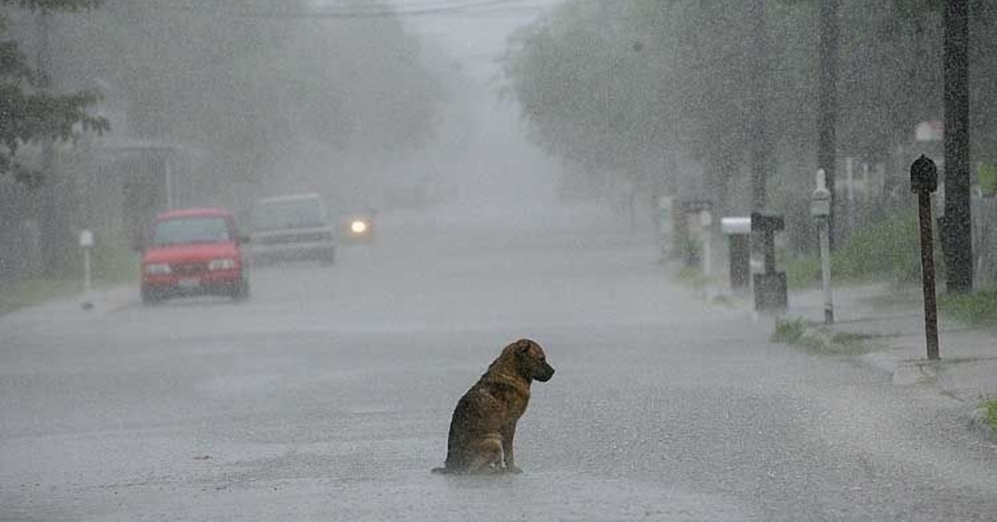 Бежать жалко. Собака под дождем. Одинокая собака. Брошенный щенок под дождем. Пес под дождем.