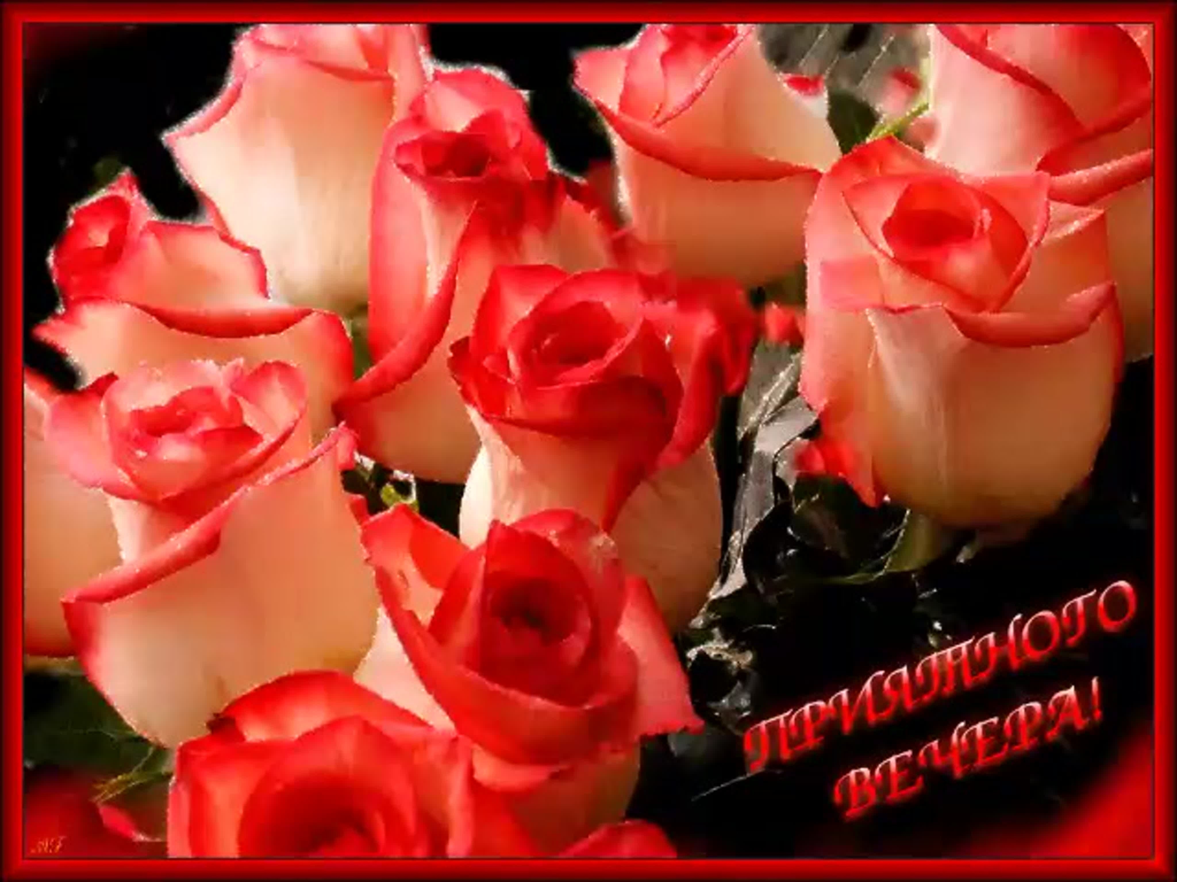 Доброго вечера красивые розы. Мерцающие розы с днем рождения. Открытки с розами красивые. Цветы вечер. Добрый вечер розы.