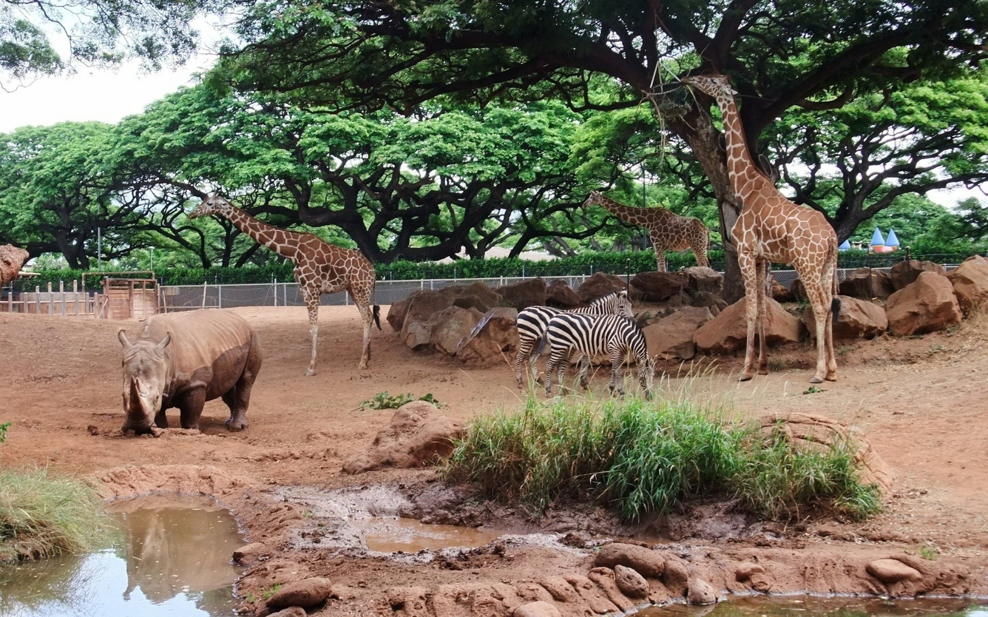 Hi zoo. Зоопарк Гонолулу. Гавайи зоопарк Гонолулу. Красивый зоопарк. Зоопарк фон.