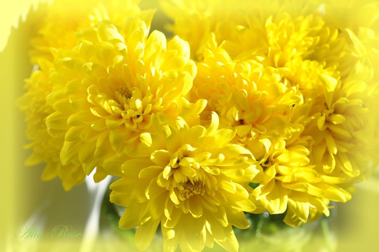 8 Марта желтые хризантемы