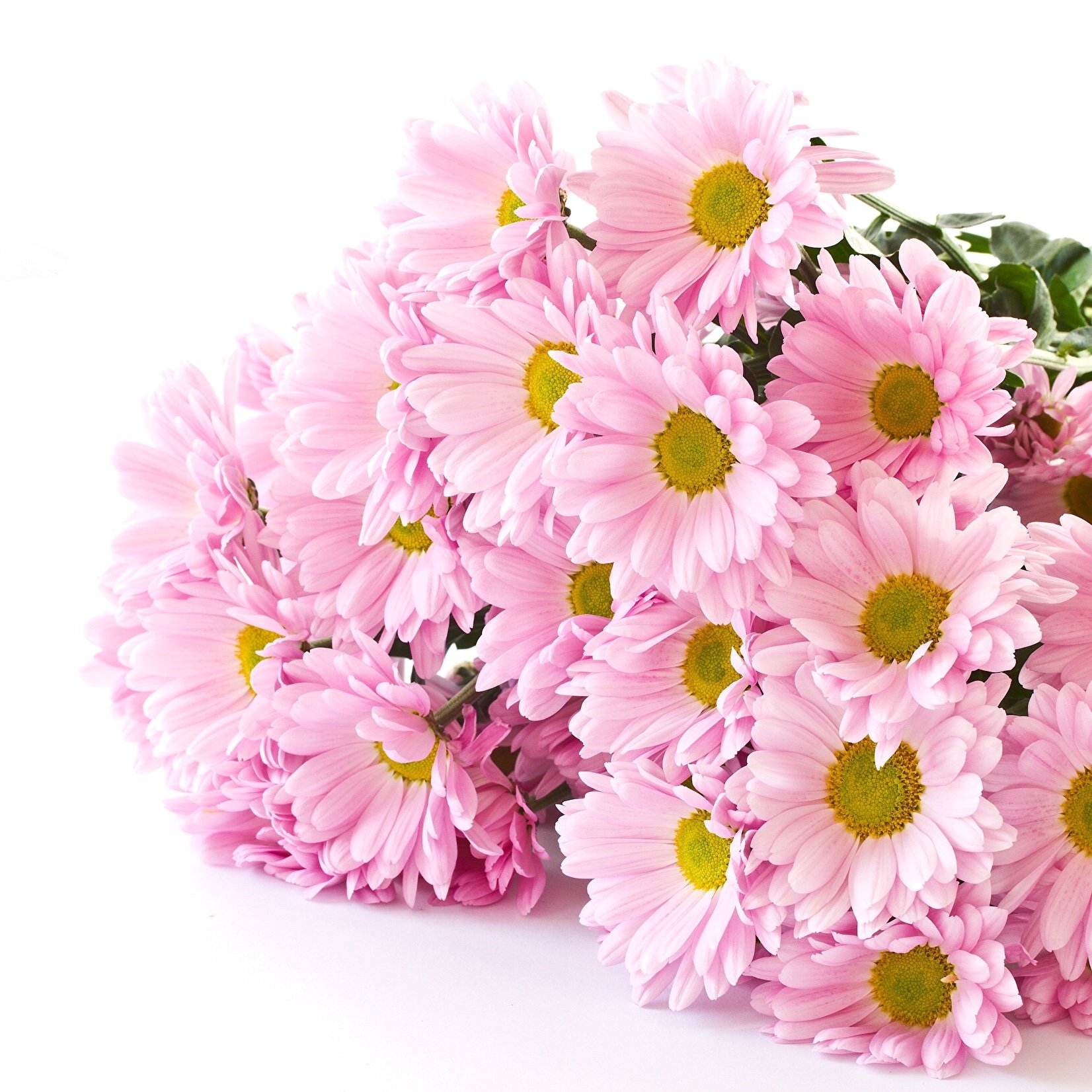 Бело розовые ромашки. Хризантема кустовая нежно розовая. Хризантема кустовая (5шт). Розовая Хризантема кустовая в букете. Красивые цветы.