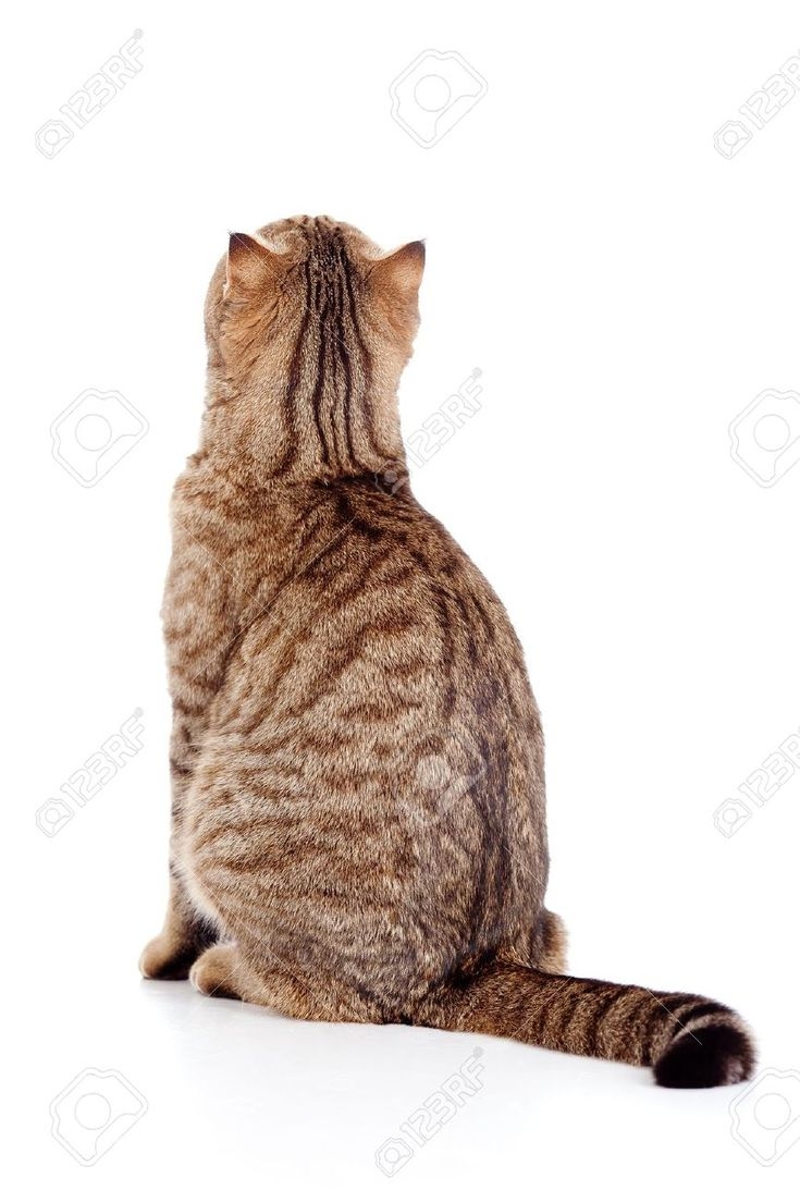 Кот сидит спиной