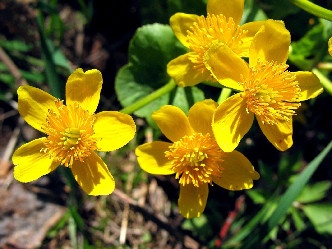 Желтые ранние весенние цветы