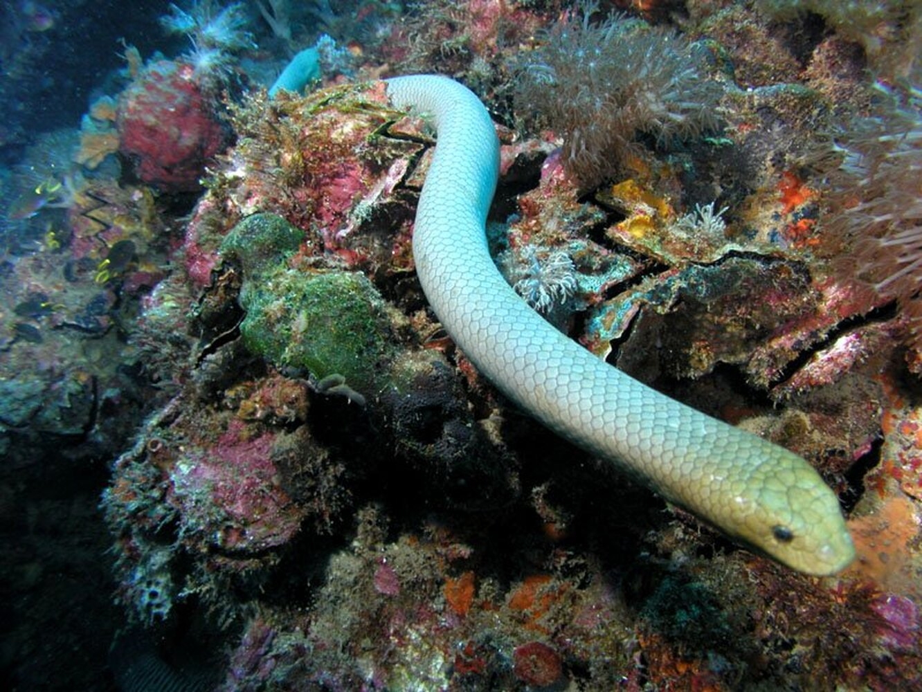 Опасные рыбы океанов. Морская змея Дюбуа. Морская змея мурена. Оливковая морская змея Дюбуа. Aipysurus duboisii морская змея.
