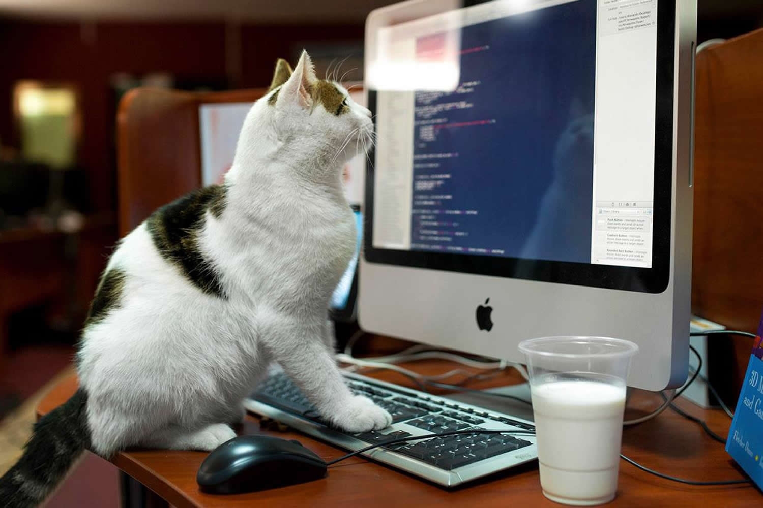 Как можно работать на компьютере. Кот за компьютером. Кот и компьютер. Кот за компом. Кот программист.