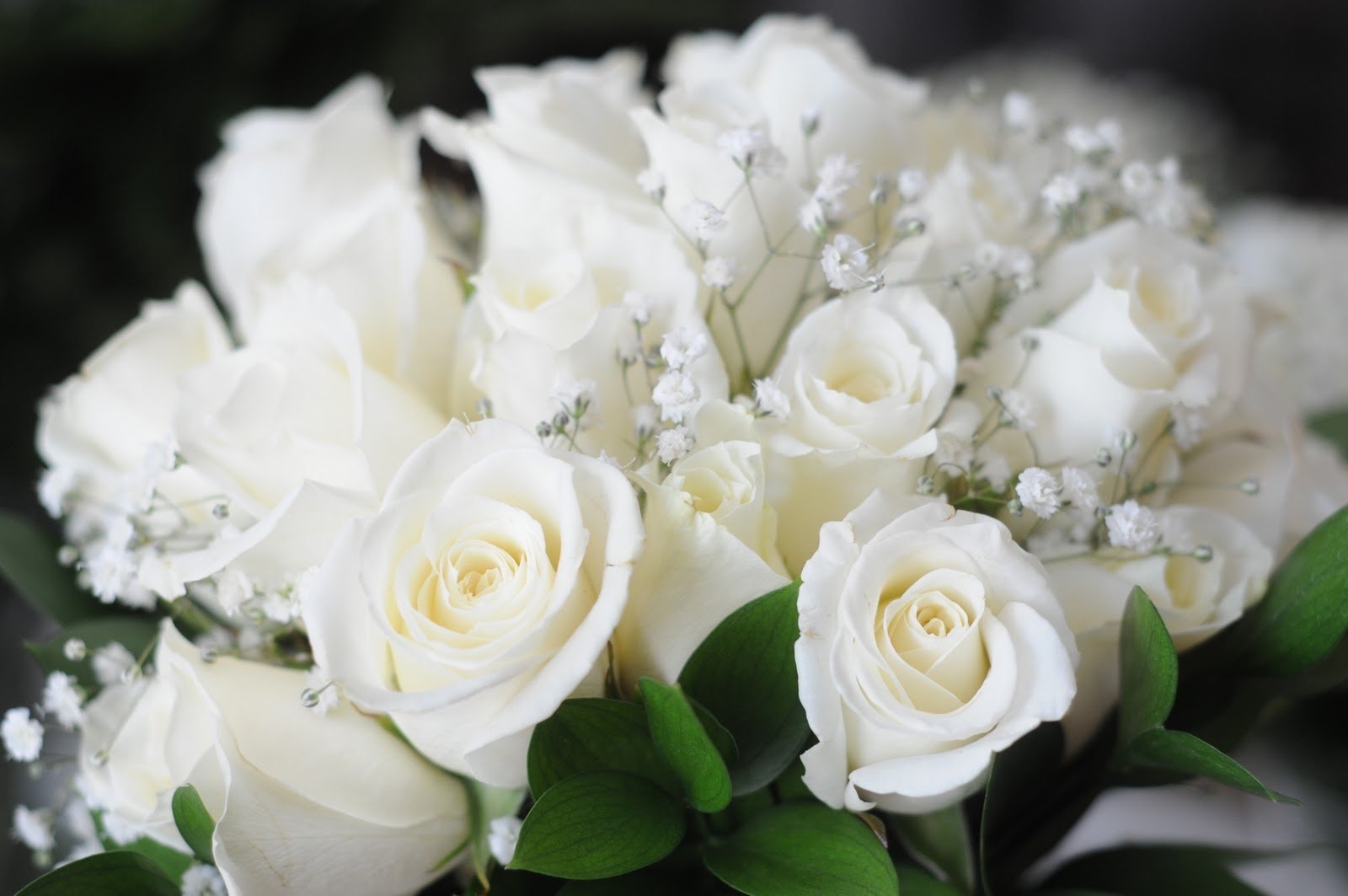 Хиты белые розы. Садбарги Сафед.