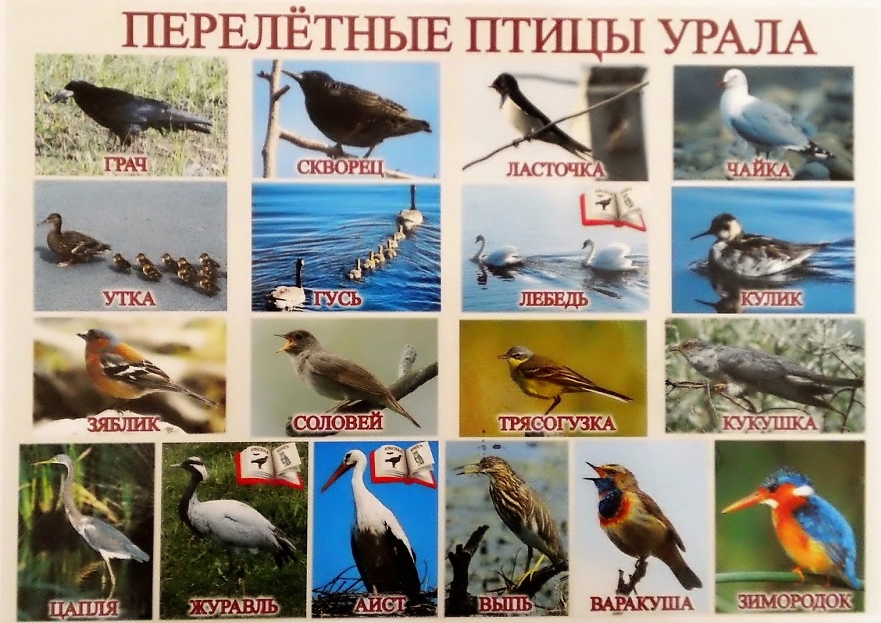 Птицы Удмуртии - фото с названиями и описанием | Хищные, лесные и певчие птицы Удмуртии