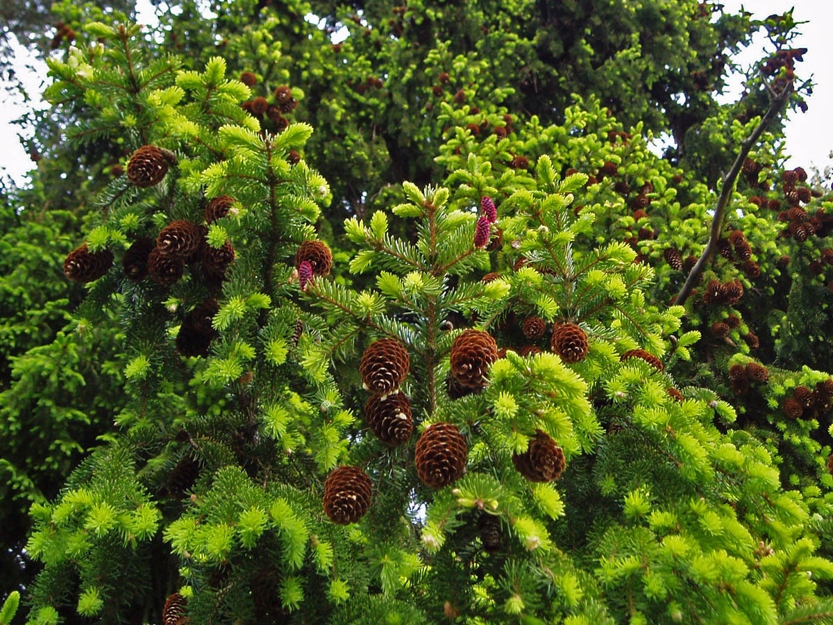 Отдел хвойных растений. Picea obovata. Ель Сибирская хвоинки. 2. Ель Сибирская Picea obovata. Pícea obováta - ель обыкновенная.