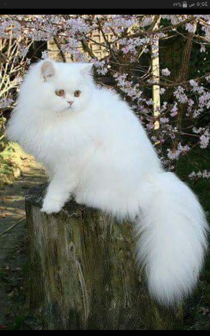 Персидская ангора кошка