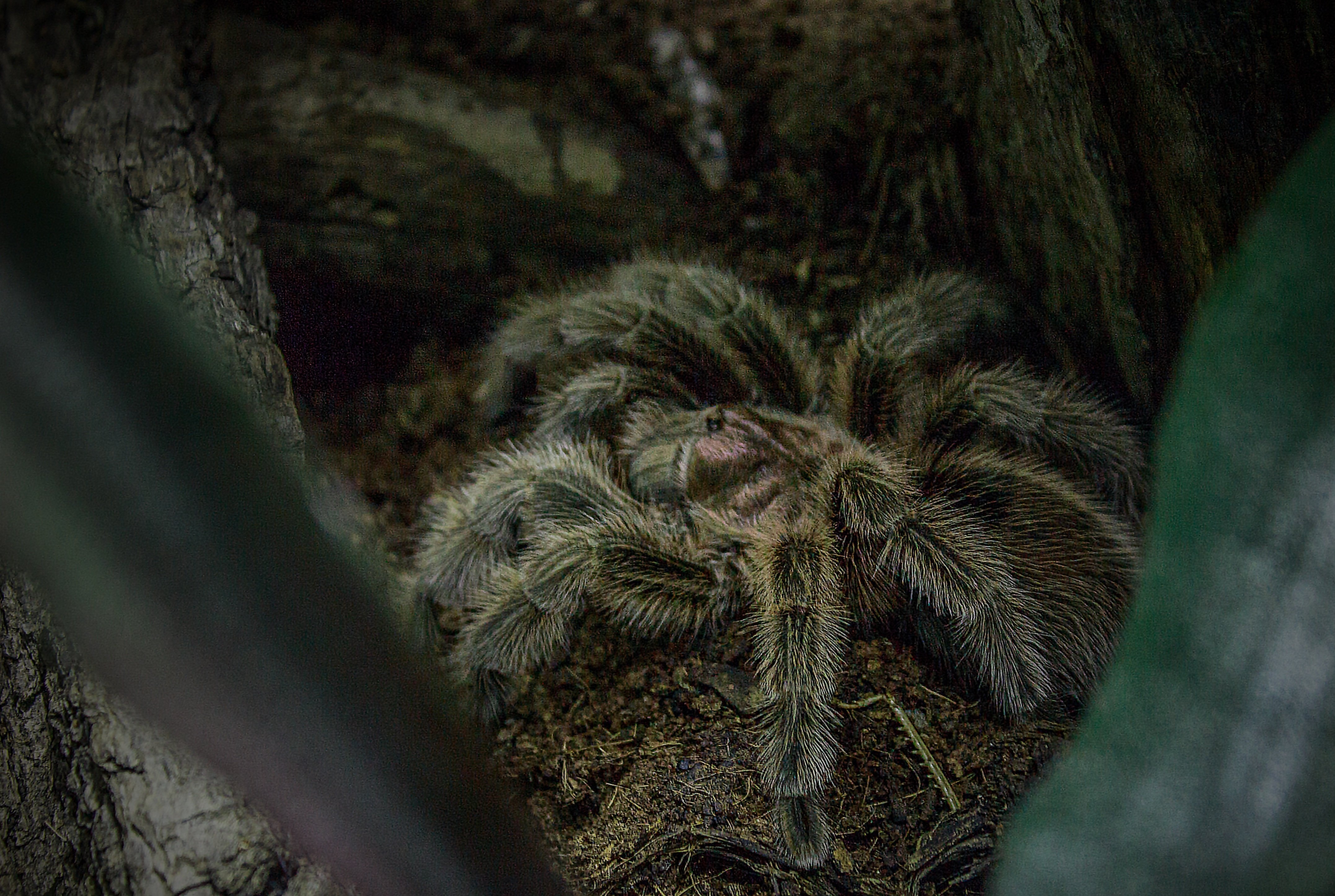 Фото пауков страшных. Арагог паук Австралия. Паук птицеед Grammostola rosea. Тарантул Арахнид. Гнездо тарантула.