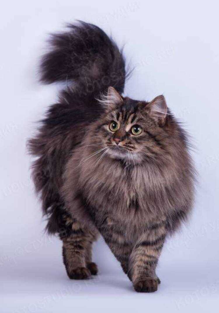 Персидский сибирский кот
