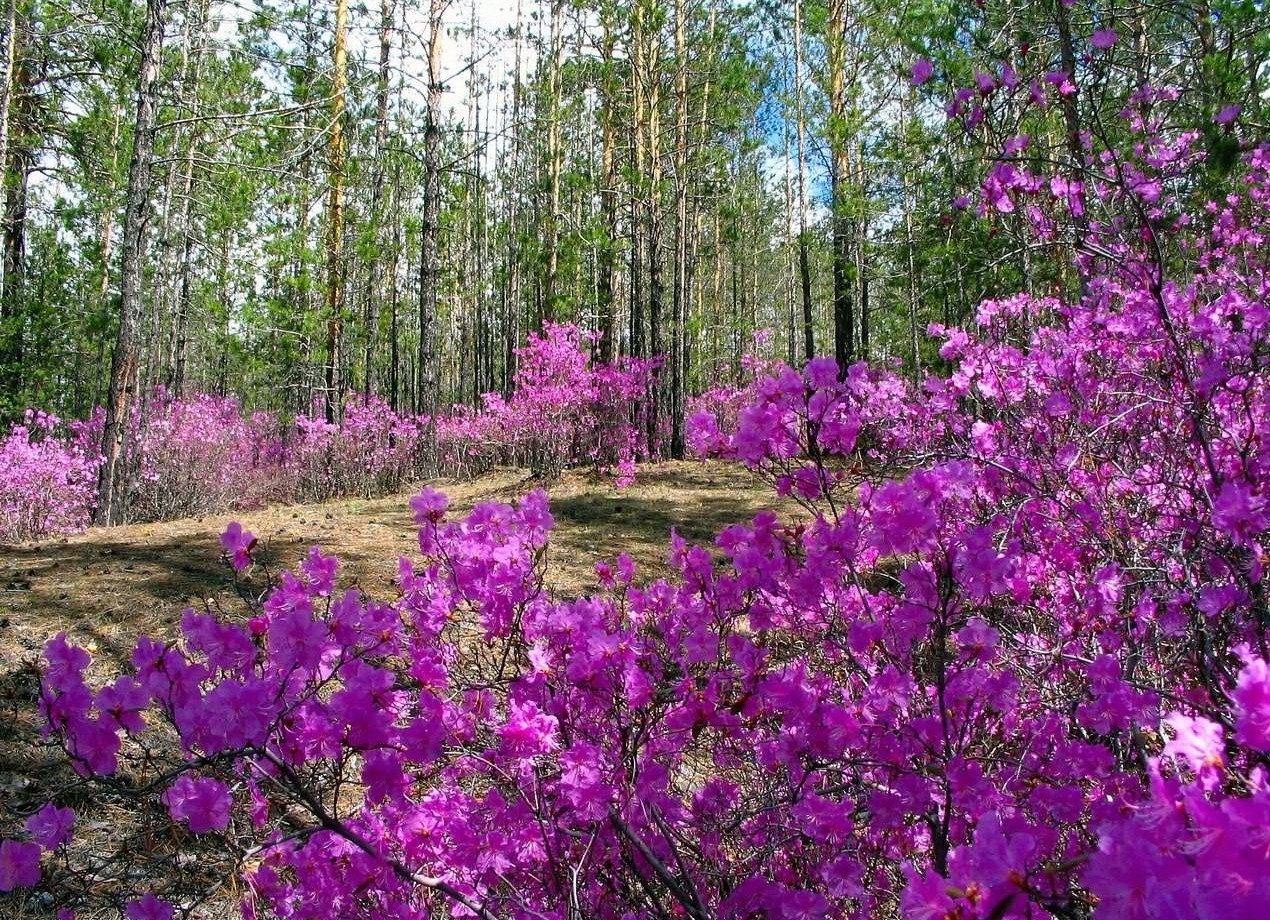 Цветение на урале. Рододендрон Даурский багульник. Рододендрон Амурский (багульник. Рододендрон Даурский цветет. Багульник Сибирский.