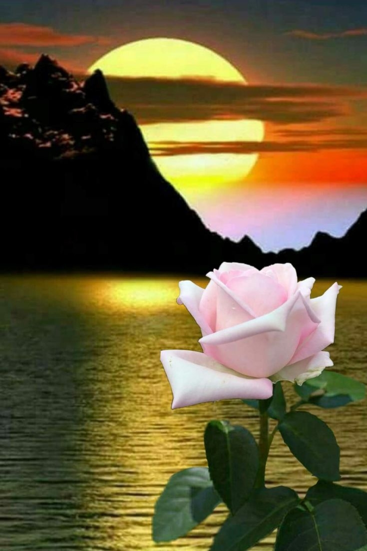 Море цветы ночь