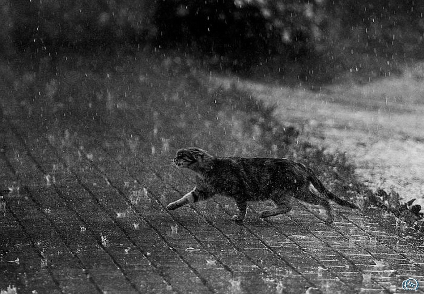 Гуляй мимо. Кот под дождем. Промокший котенок под дождем. Мокрый кот под дождем. Кот в луже под дождём.