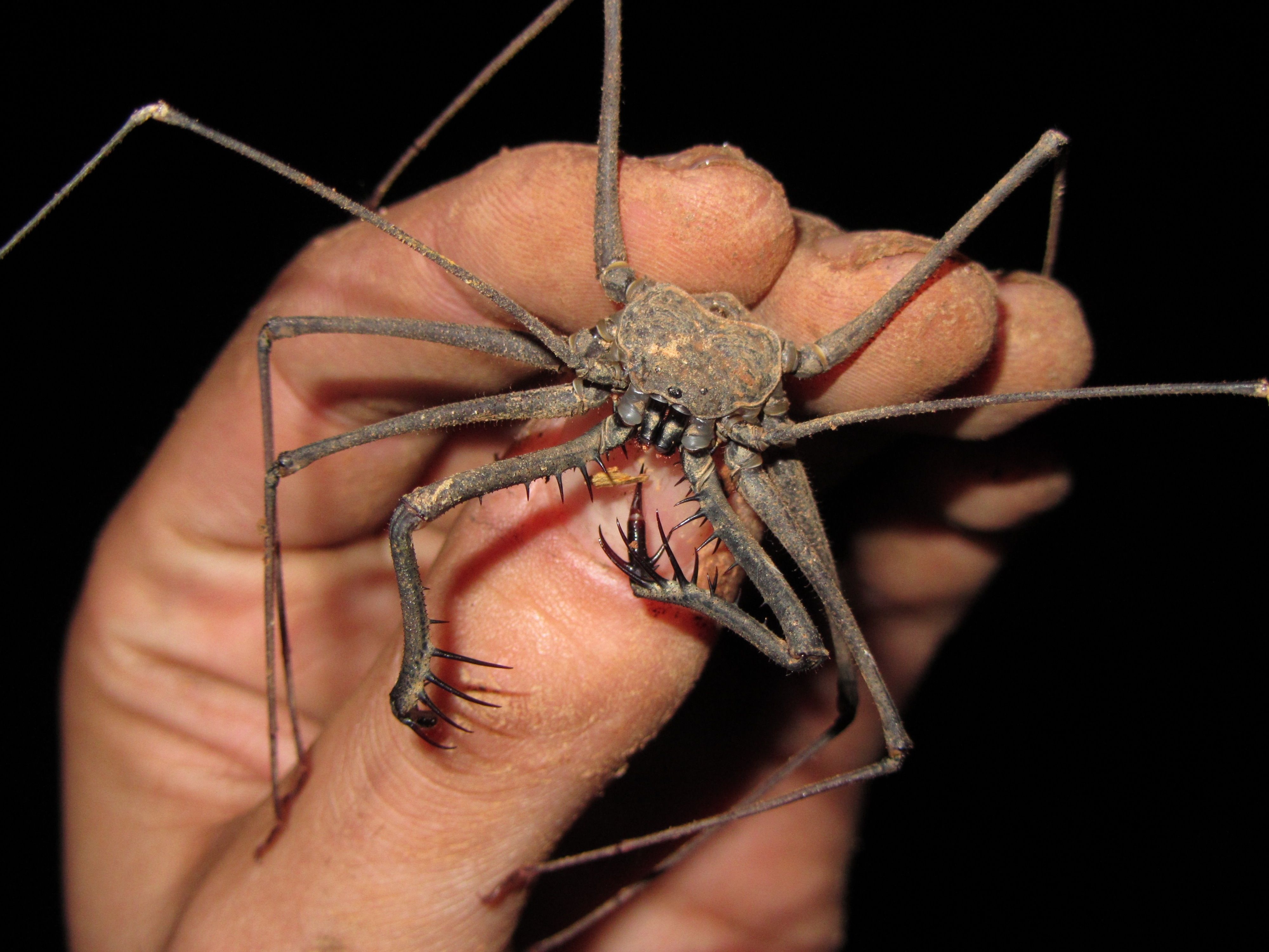 Страшный мир насекомых. Цербал Аравийский паук. Песчаный шестиглазый паук. Самые страшные насекомые в мире.
