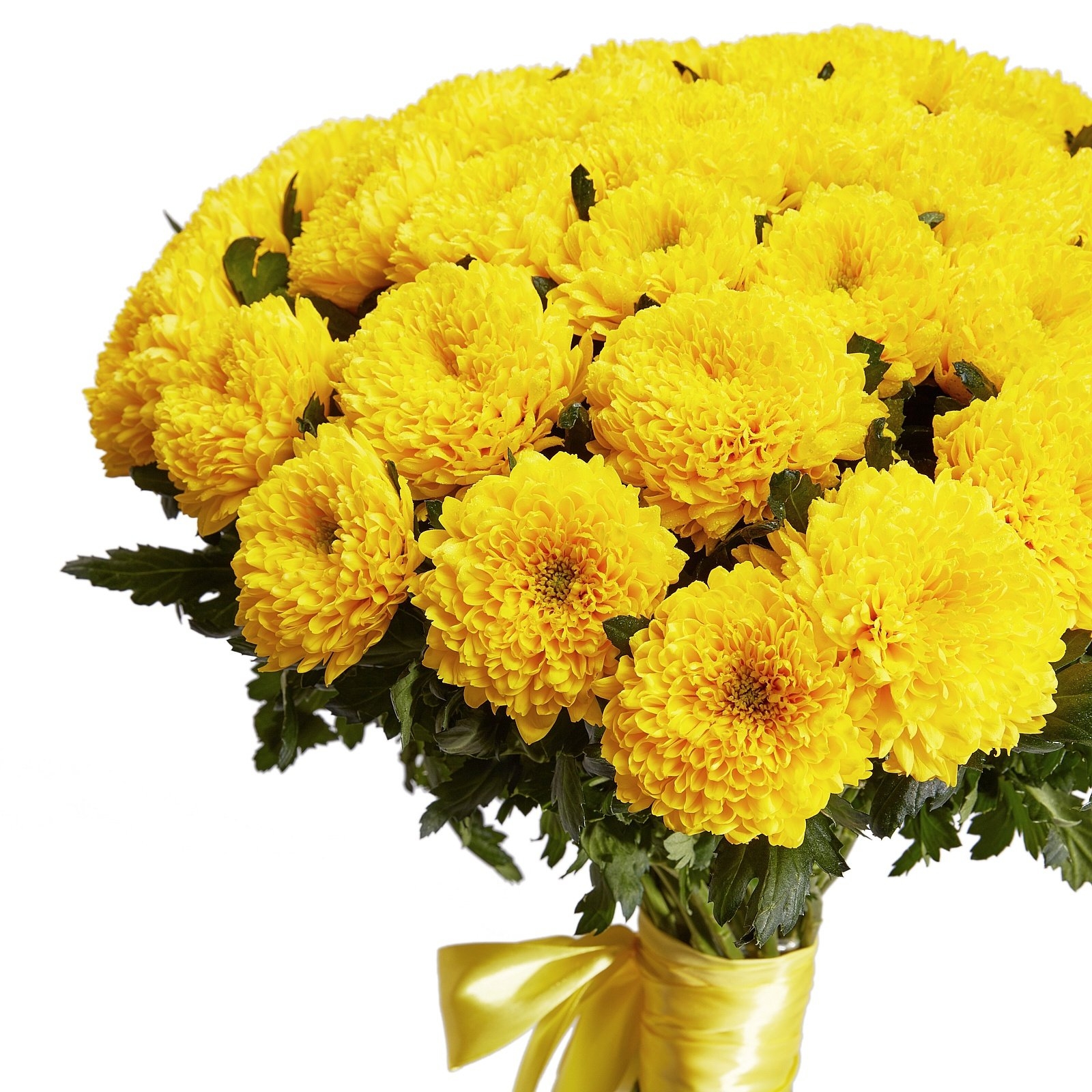 Цветы на день рождения хризантемы. Хризантема " giggle Yellow". Хризантема Балтика желтая. Хризантема Магнум желтая. Хризантема Балтика Йеллоу.