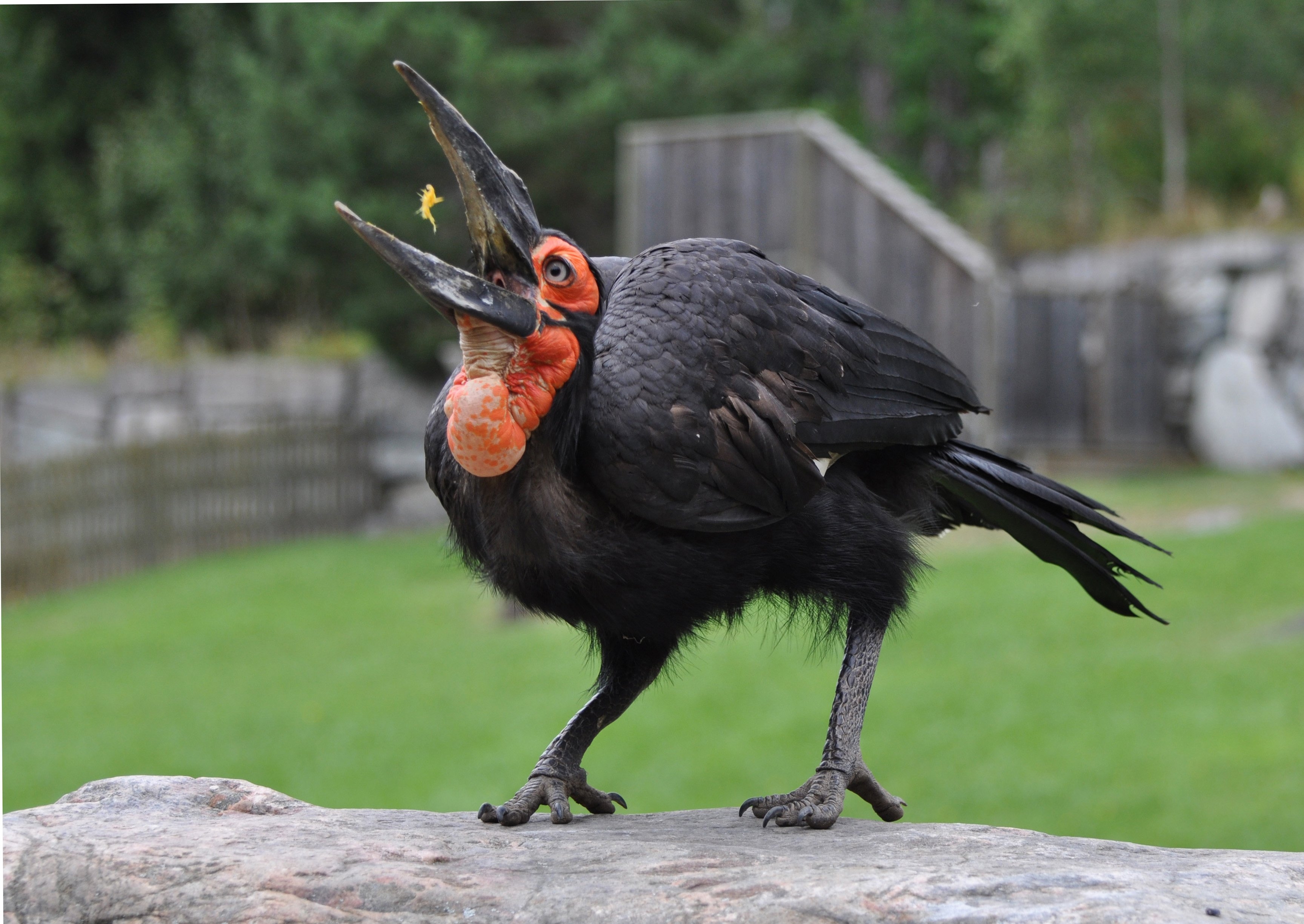 Птичка мозгоклюйка картинки. Абиссинский рогатый ворон. Bucorvus leadbeateri. Кафрский ворон. Африканский рогатый ворон.