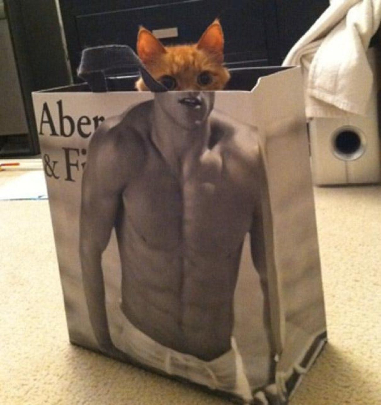 Накаченный рыжий. Кот с прессом. Котик с пакетом на голове. Кот с мускулами. Кошачий пресс.