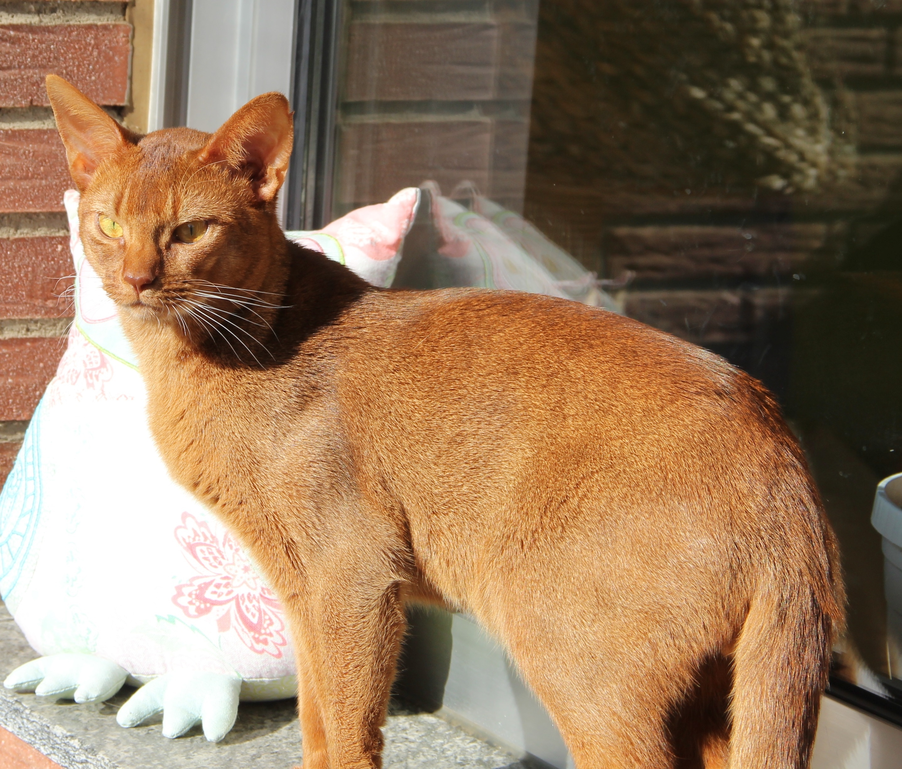 Накаченный рыжий. Тонкинез кот рыжий. Мускулистые породы кошек. Мускулистый рыжий кот. Мускулистая кошка.