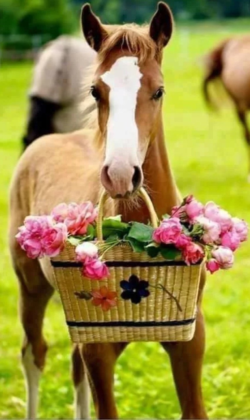 Лошадь в цветах. Лошадь с цветами в зубах. Лошадь с цветочками. Лошадь с цветком в зубах.