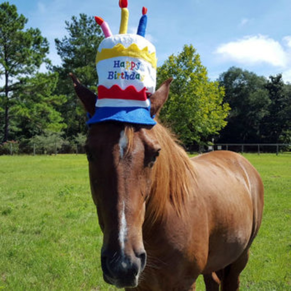 Рождение лошадки. С днём рождения с лошадью. С днем рождения лошадка. Веселый конь. Забавные лошадки.