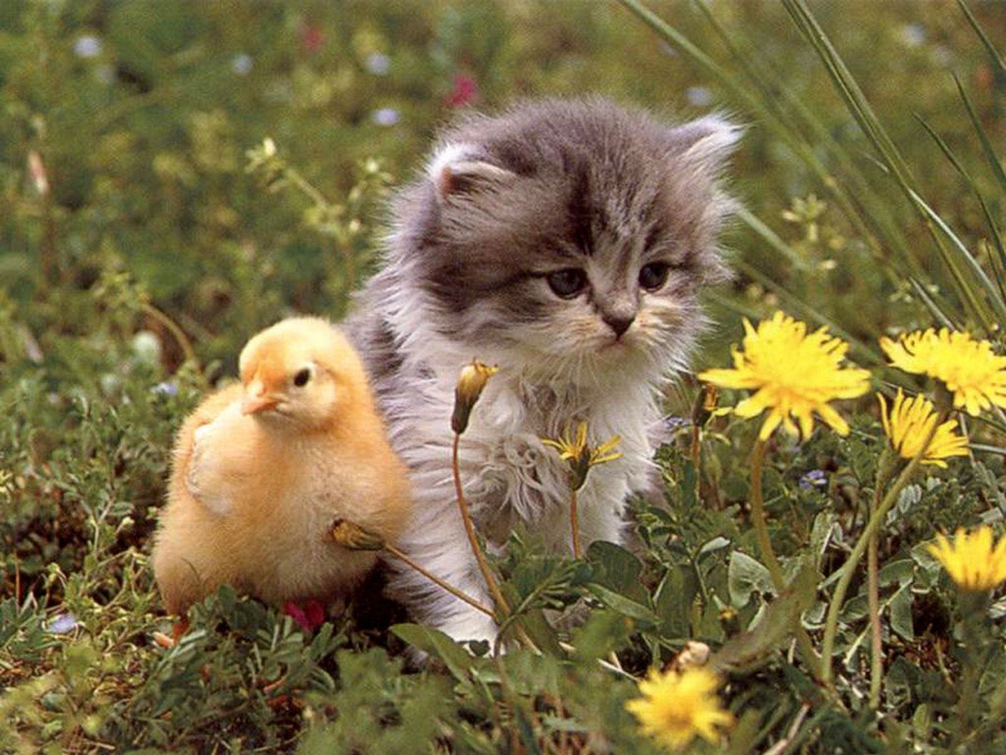 Cat duck. Котенок и цыпленок. Милые домашние животные. Котенок и утенок. Милые цыплята и котята.