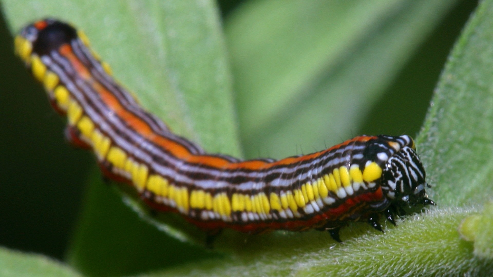 Гусеница бабочки Carthaea saturnioides