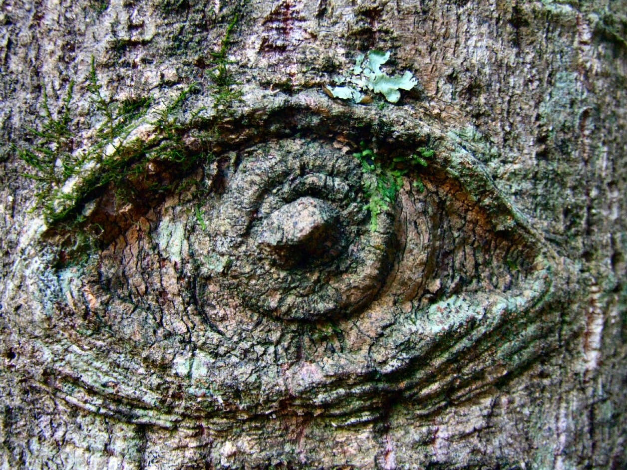 Деревья глазки