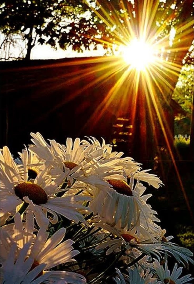 Солнца ясного дня прекрасного