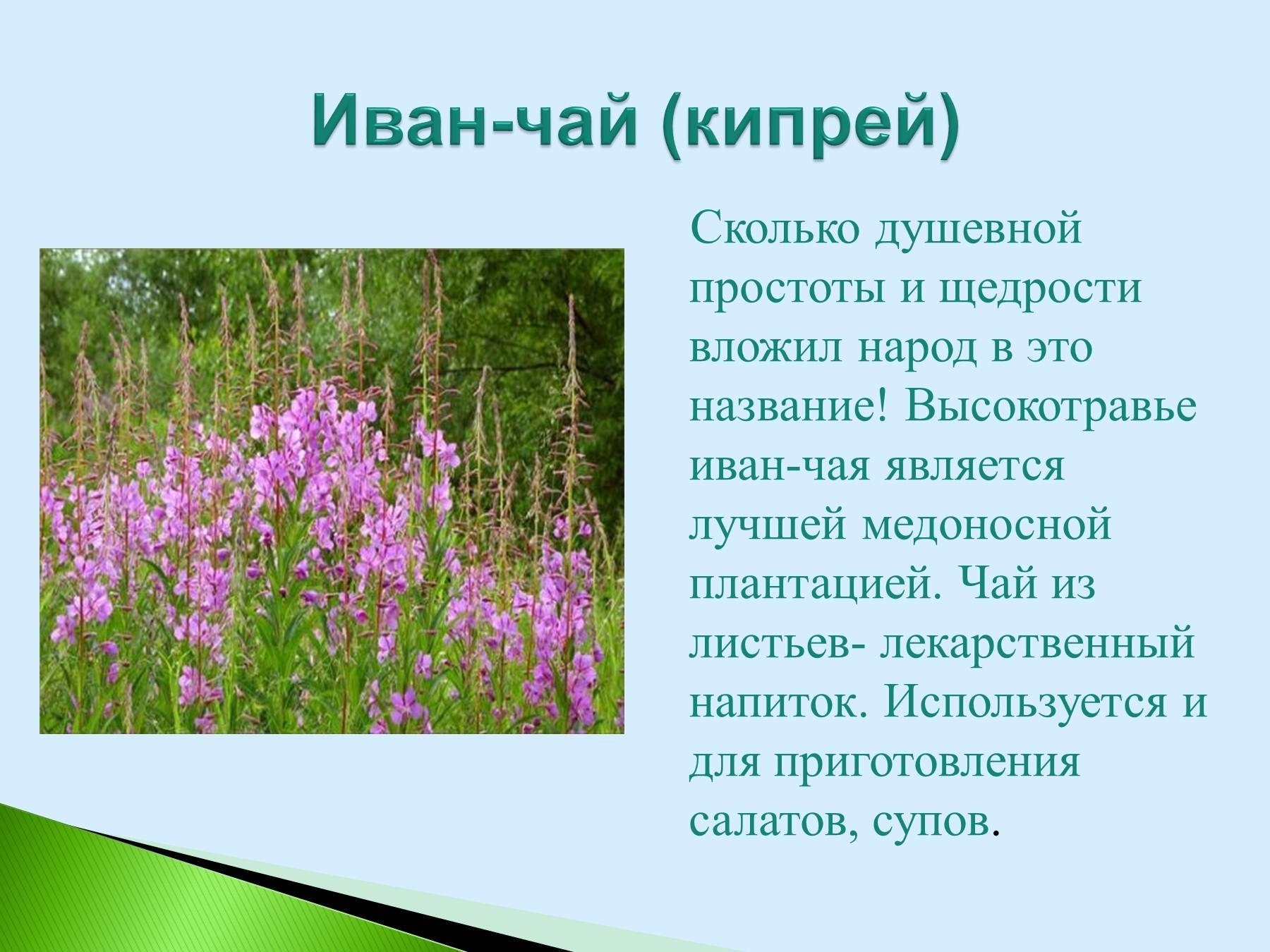 Какое растение программа. Лекарственные растения Саратовской области.