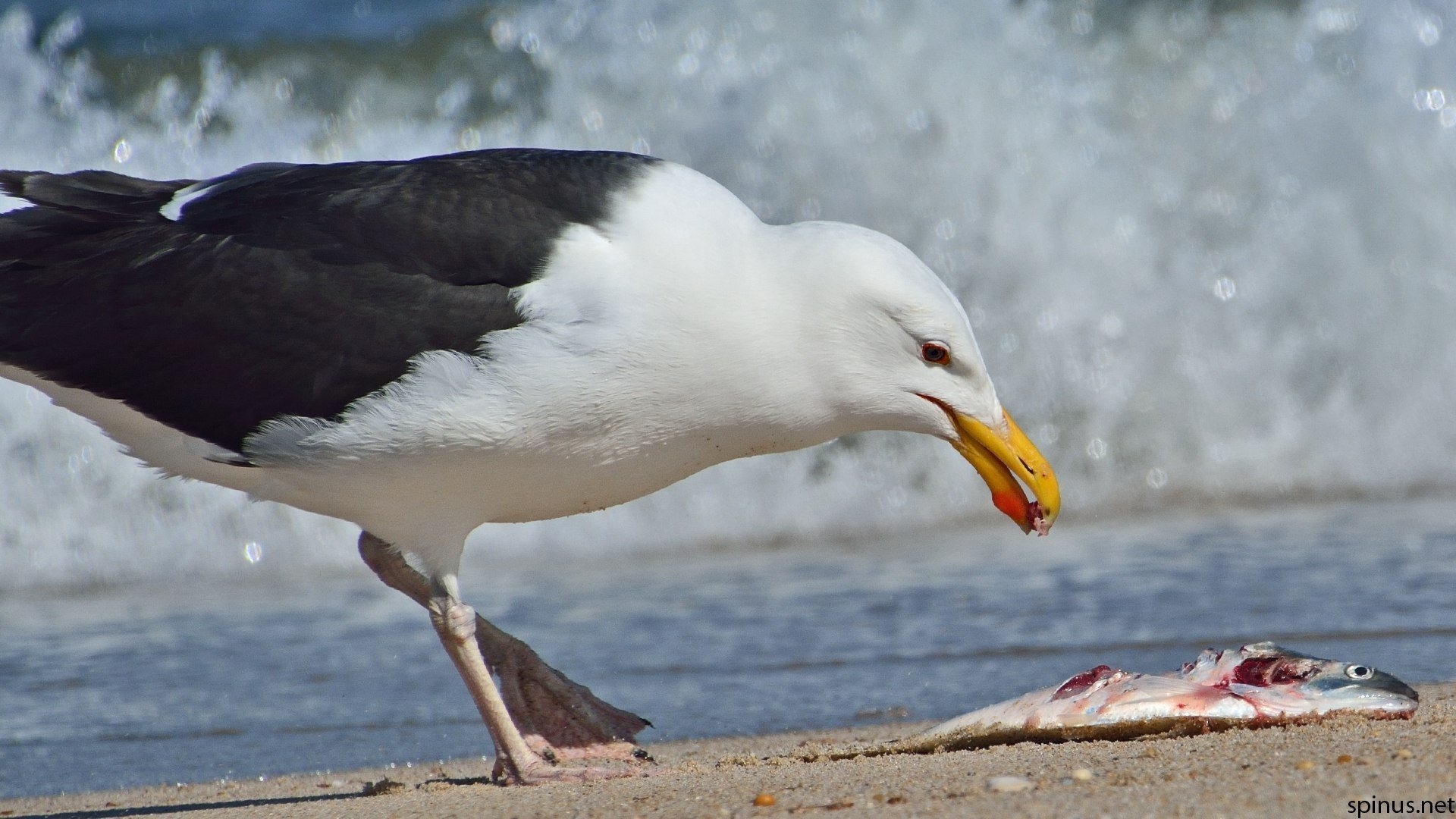 Большая морская Чайка (Larus Marinus). Чайка Баклан Альбатрос. Чайка клуша. Чайка Черноморская пятнистая.